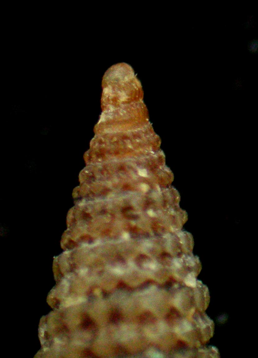 Dizoniopsis coppolae